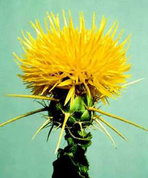 Holistic Struggle with Star Thistle