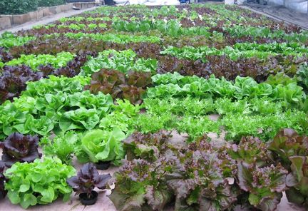 The Promise of Micro-Farming, Part III