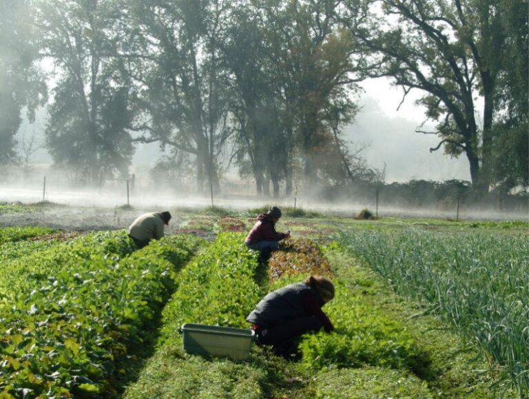 The Joy of Farm Work